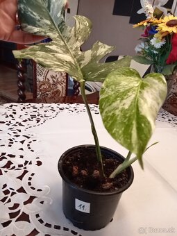 Monstera variegata - 11