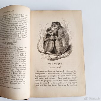 Starožitná knižka – Zoológia – Murray – 1844 - 11