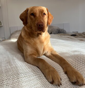Labrador šteniatka - 11