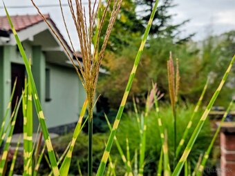 rodinný dom / vila MASLOVCE ( ČENKOVCE / OĽDZA ) 20 á pozemo - 11