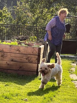 Cavapoo Max na krytie - 11