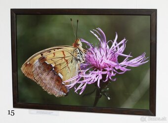 Fotografie motýľov, zarámované, 96 x66 (101 x 70) cm - 11