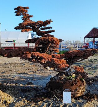 Suchý bonsai pre biophilic design - unikátny doplnok - 11