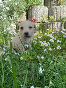 Darujem miešance Labradoru - 11