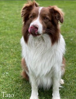 Border kolia - šteniatka na predaj - 11