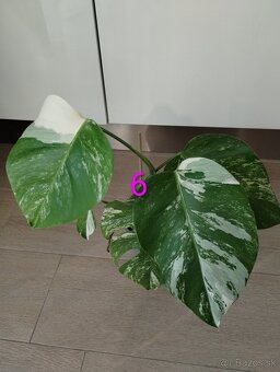 Monstera albo variegata - 11