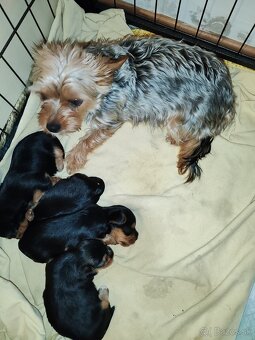 Yorkshire terier - 11