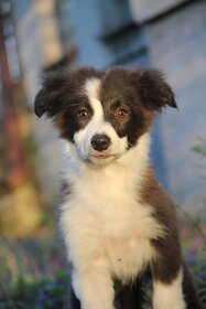 Border collie, Border kólia bez PP - 11