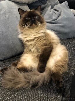 Ponukam ragdoll kocurov na krytie - 11