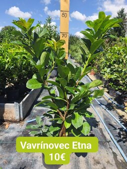vavrínovec, červienka, živý plot - 11