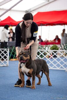American Bully XL - Exkluzívne spojenie šampiónov - 11
