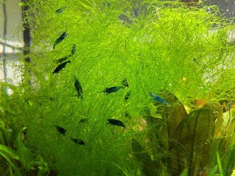 Krevetky neocaridina Blue Dream - 11
