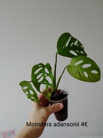 Rôzne izbové rastliny - 11