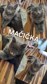 Mačiatka Maine Coon - 11