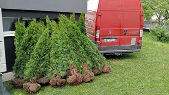 Tuja Smaragd, vavrínovec, červienka, gaštan - Banská Bystric - 11