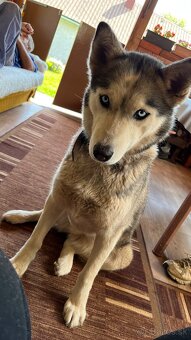 Šteniatka sibírsky husky - 11