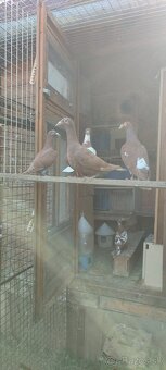 Predám poštové holuby Meulemans - 11