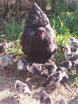 NV Brahmanky modré čierne - 11