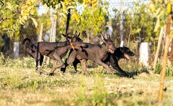 Mexický naháč - 11