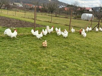 Leghorn - násadové vajíčka - 11