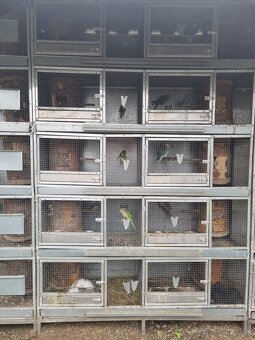 Hlinikové voliéry,klietky pre papagáje - 11