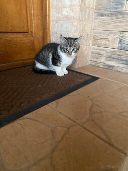 Darujem mačiatka - 11