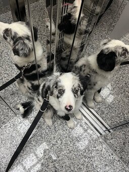 Border kólia - blue merle - 11