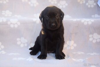 Labrador Retriever Anglická pracovná linia - 11