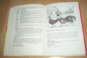 Plemená drubeže - 11