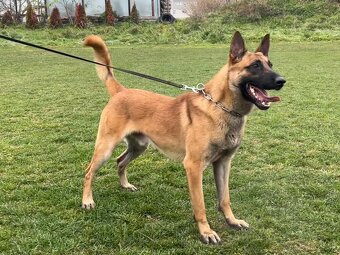 šteniatka kríženec nemecko-belgický ovčiak (cross) - 11