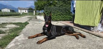 DOBERMAN ŠTENIATKA  S FCI P.P. - 11