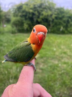 AGAPORNIS FISHER Maznačik-krotký - 11