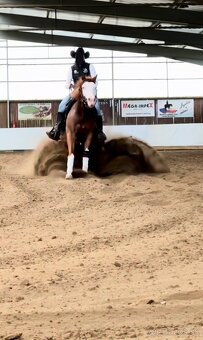 Palomino klisna American Quarter Horse, LTE rodiče i sestra - 11