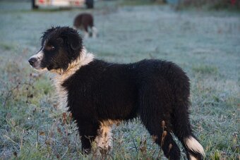 Border kólia s PP - 11