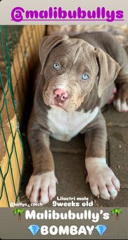 American bully xl/xxl s PP - 11