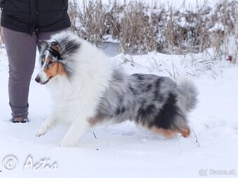 Kólia dlhosrstá s PP - 11