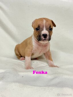 Americky Stafordšírský Terier šteniatka - 11