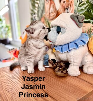 Skotska klapoucha macka, scottish straight s PP - 11