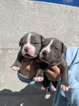 American Bully - 11