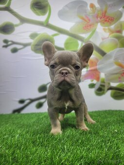 Francuzsky buldoček - 11