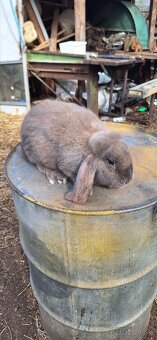 Francúzsky baran - 11