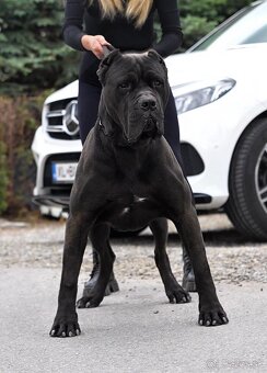 Bandog , Molos , Mastif - 11