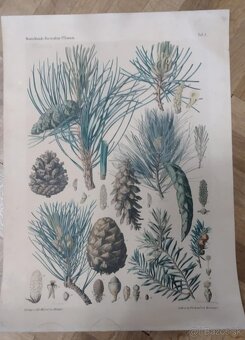 staré školské tabule/plagáty raslín-stromov-zvierat - 11