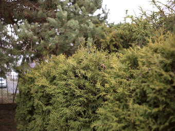 Porst Color Reflex 50mm / F1,8 / M42 / Japan - 11