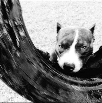 Darujem -BLUE NOSE PITBULL - 11