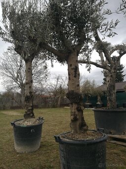 Olivovník bonsai - 11
