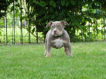 AMERICAN BULLY - 11