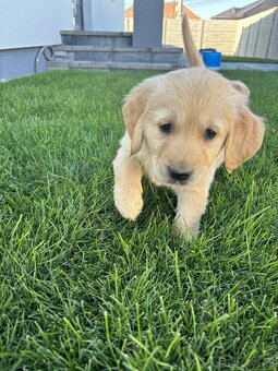 Zlatý retriever - 11