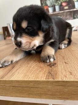 Labrador čierny šteniatko - labradorský retríver - 11