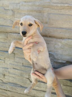 Šteniatka Jack russel terier, posledný 3 chlapci - 11